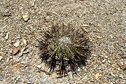 Gymnocalycium cardenasianum F. Ritter