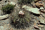 Gymnocalycium cardenasianum F. Ritter