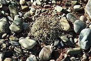 Gymnocalycium cardenasianum F. Ritter