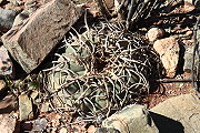 Gymnocalycium cardenasianum F. Ritter