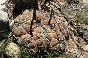 Gymnocalycium cardenasianum F. Ritter