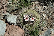 Gymnocalycium cardenasianum F. Ritter