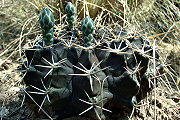 Gymnocalycium megatae Y. Itô