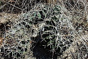 Gymnocalycium megatae Y. Itô