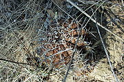 Gymnocalycium megatae Y. Itô