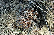 Gymnocalycium megatae Y. Itô