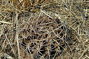 Gymnocalycium megatae Y. Itô