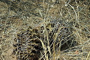 Gymnocalycium megatae Y. Itô