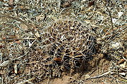 Gymnocalycium megatae Y. Itô