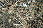 Gymnocalycium megatae Y. Itô