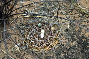 Gymnocalycium megatae Y. Itô