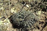 Gymnocalycium megatae Y. Itô