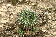 Gymnocalycium megatae Y. Itô