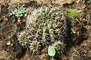 Gymnocalycium megatae Y. Itô