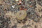 Gymnocalycium megatae Y. Itô