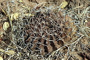 Gymnocalycium megatae Y. Itô