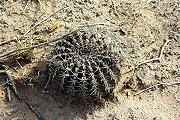 Gymnocalycium megatae Y. Itô