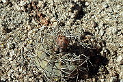 Gymnocalycium glaucum