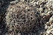 Gymnocalycium glaucum