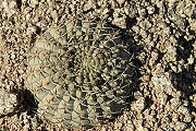 Gymnocalycium glaucum