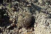 Gymnocalycium glaucum