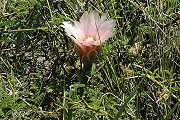 Gymnocalycium fischeri