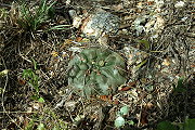 Gymnocalycium fischeri