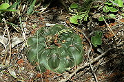 Gymnocalycium fischeri