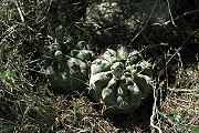 Gymnocalycium fischeri