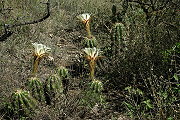 Echinopsis candicans
