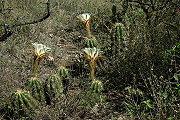 Echinopsis candicans