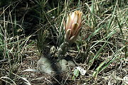 Gymnocalycium fischeri