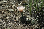 Gymnocalycium fischeri