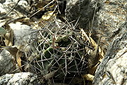 Gymnocalycium fischeri