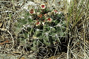 Gymnocalycium fischeri