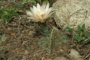 Gymnocalycium fischeri