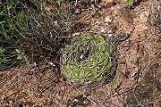 Gymnocalycium bayrianum