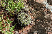 Gymnocalycium bayrianum