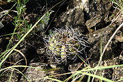 Gymnocalycium bayrianum