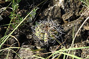 Gymnocalycium bayrianum