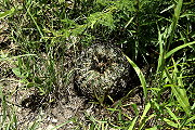 Gymnocalycium bayrianum