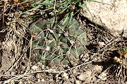 Gymnocalycium kroenleinii