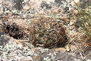 Gymnocalycium kroenleinii