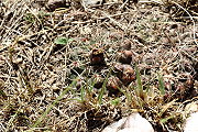 Gymnocalycium kroenleinii