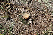 Gymnocalycium kroenleinii