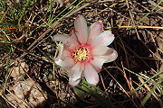 Gymnocalycium kroenleinii