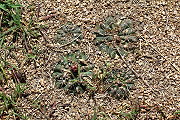 Gymnocalycium kroenleinii