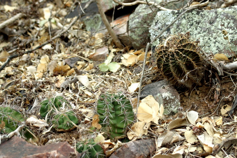 Die Gattung Gymnocalycium