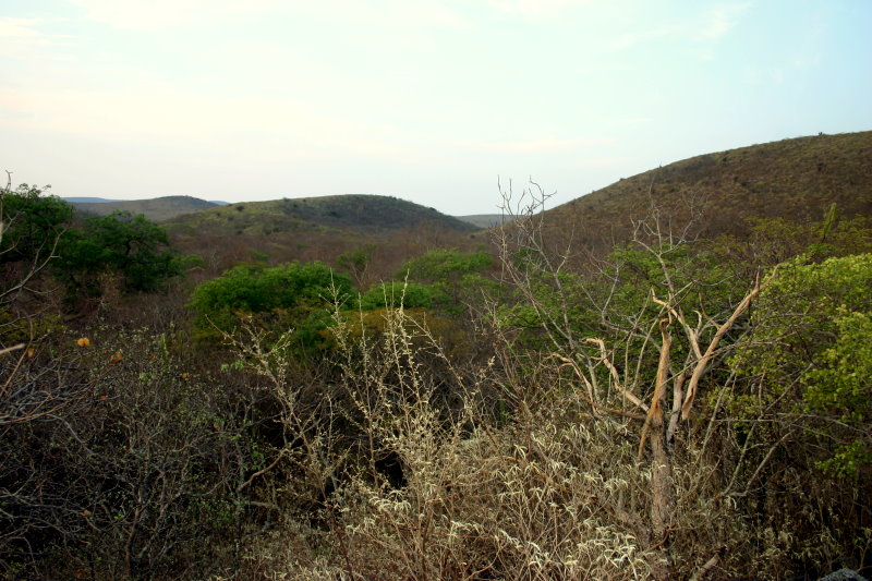 Habitat of G. paediophilum