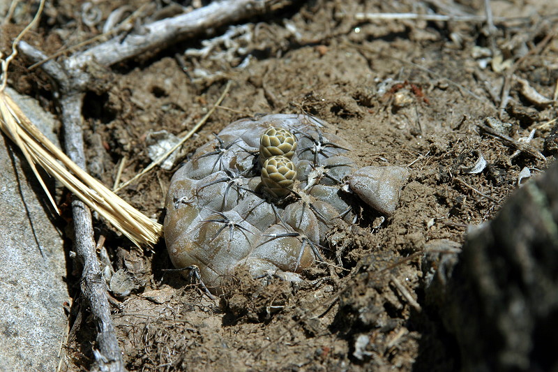 Gymnocalycium berchtii VoS 170